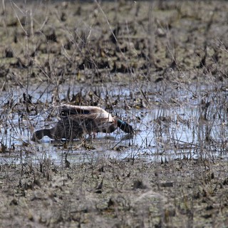 Northern Shoveler Duck Foraging in Wetland Shallows