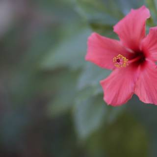 A Pink Geranium in Full Bloom