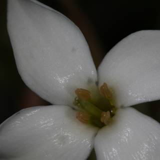White Lily in Spring