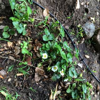 Strawberry Plant in the Soil