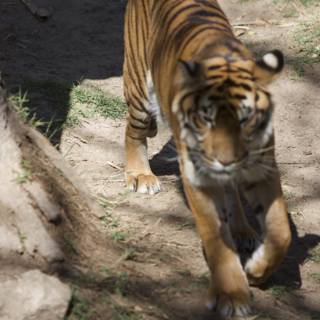 Majestic Tiger Walking on Land