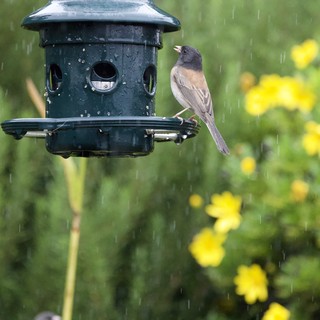 Dark-eyed Junco Braving Rain at Bird Feeder