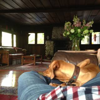 Cozy Afternoon with Fido