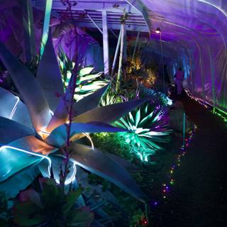 Enchanted Pathways