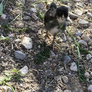Tiny bird exploring the ground