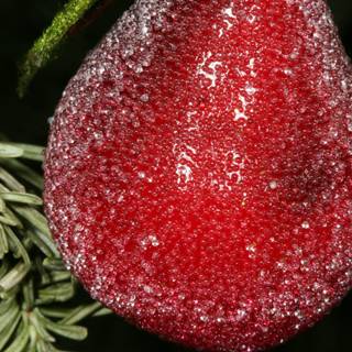 The Festive Fruit