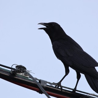 Silhouetted Crow Calling from Power Lines at Dusk
