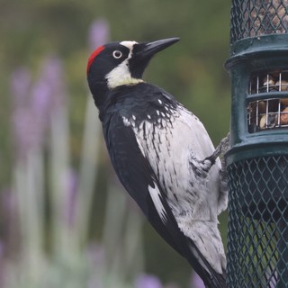 Acorn Woodpecker Feeding at Backyard Bird Feeder