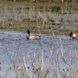 Northern Shoveler Ducks in Shallow Wetland Waters