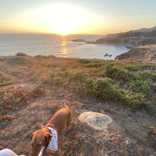 Vizsla Dog Overlooking the Ocean at Sunset