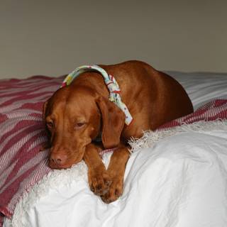 Sweet Dreams: A Restful Hound on a Bed