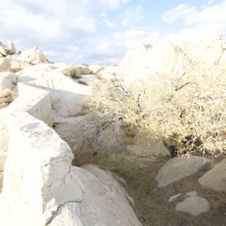 Ancient Rock Formations with a Tree in the Joshua Tree Wilderness