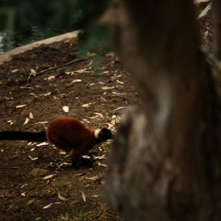Up-Close with the Red Ruffed Lemur at SF Zoo