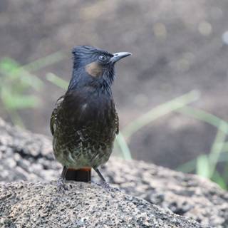 Sentinel on the Rocks - A Blackbird at Honolulu Zoo