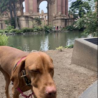 Canine Sightseeing at the Palace