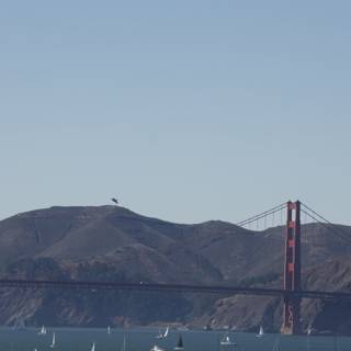 Fleet Week Spectacle at Golden Gate