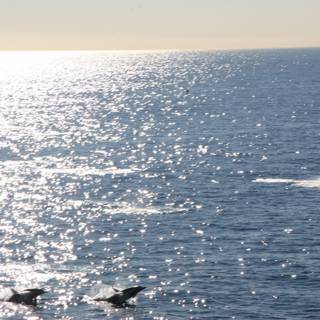 Group of Dolphins Enjoying the Ocean