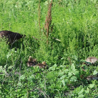 Canada Goose Family Foraging in Lush Wetland Vegetation
