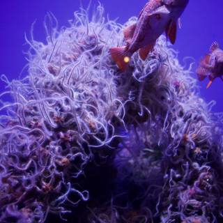 An Underwater Serenade at Monterey Bay Aquarium
