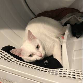 Feline Laundry Day