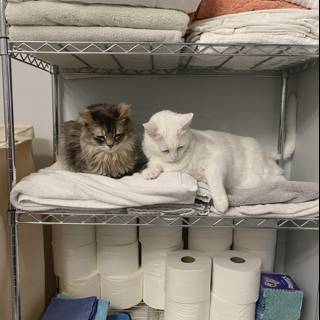 Feline Friends on a Linen Shelf