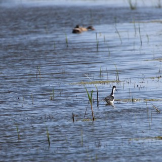 Black-necked Stilt Foraging in Shallow Wetland Waters