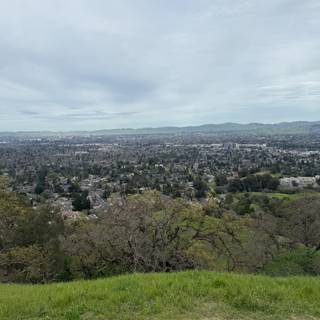 Urban Oasis in Walnut Creek