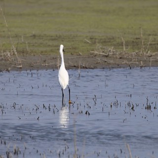 Great Egret Wading in Flooded Agricultural Wetland