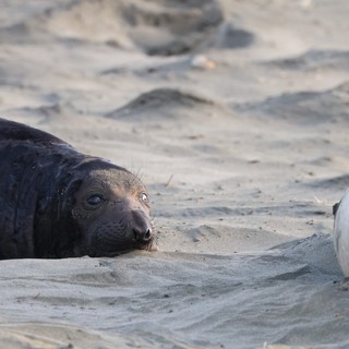 Young Elephant Seal Pup Resting on Sandy Beach