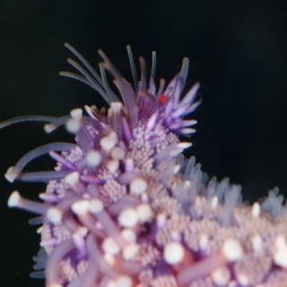 Vibrant Purple Sea Anemone Enlivens Coral Reef