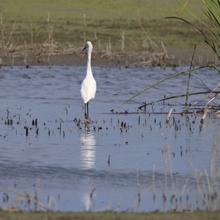 Solitary White Egret Wading in Shallow Wetland Waters
