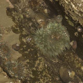 Sea Urchin Gathering