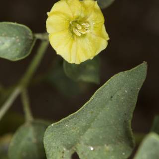 Lone Yellow Flower