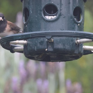 Dark-Eyed Junco Perched at Green Tube Feeder