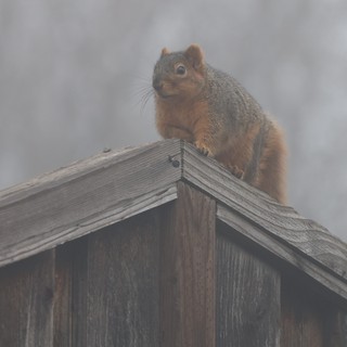 Fox Squirrel Perched on Wooden Feeder in Fog