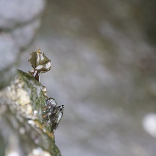 Tiny Fly Perched on Tide Pool Seaweed Edge