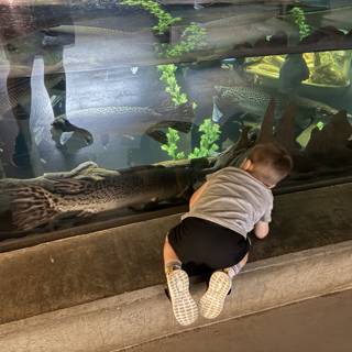 Curious Minds at the Aquarium