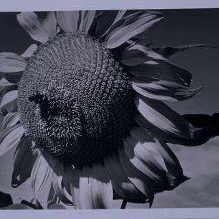 Majestic Sunflower