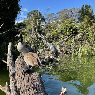 Birds on a Waterlogged Tree Trunk