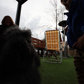 Backyard Gathering with Fluffy Dog and Friends