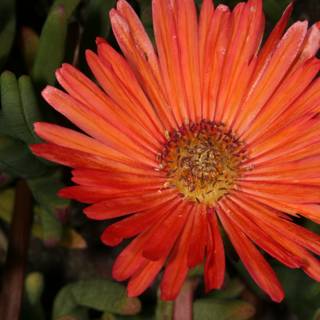 Radiant Orange Daisy Blossom
