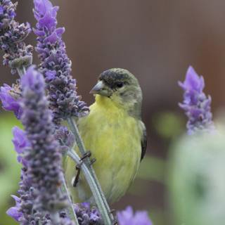 Lavender Perch