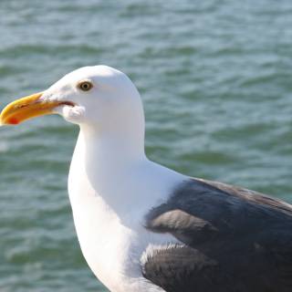 Graceful Seagull on Ledge