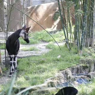 Majestic Okapi in the Grasslands