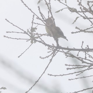 Small Bird Perched on Frosted Winter Branches