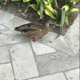 Mallard Duck on Flagstone Walkway