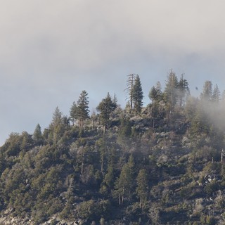 Misty Forest Ridge in Yosemite Winter Landscape