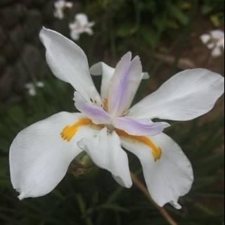 White Iris Blooming in Altadena