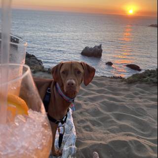 Beachside Pup Happy Hour