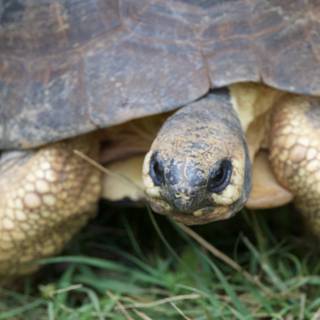 Gentle Gaze: A Tortoise at Honolulu Zoo
